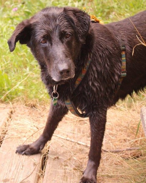 Schwarzer Labrador in der Natur