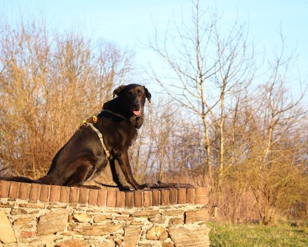 Schwarzer Labrador in der Natur