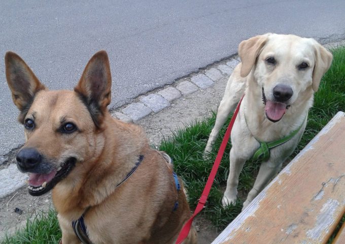 Bild von Schäferhund und Labrador