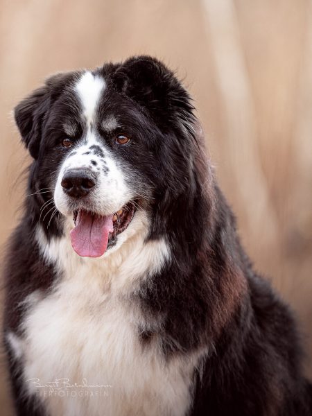 schwarz-weißer Hund mit rausgestreckter zunge