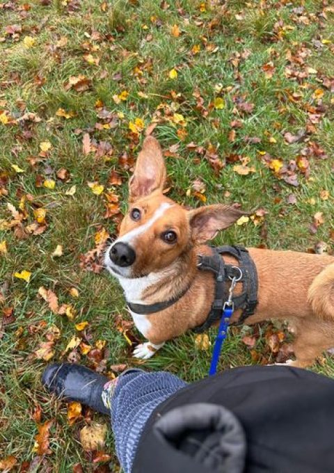 Kleiner Hund in beige-weiß an der Leine