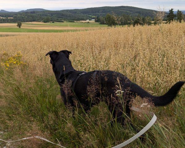 Schwarzer Hund im Gras